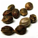 Семена марихуаны АК-47  (Seeds AK-47) в Кинеле